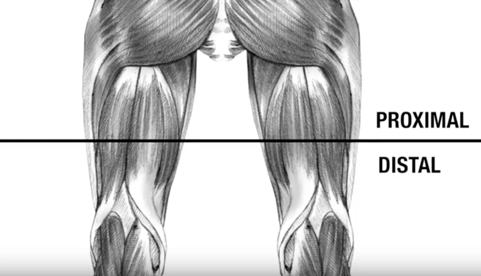Abbildung zum Artikel: Hamstrings: SO trainierst Du die BEINRÜCKSEITE am EFFEKTIVSTEN!