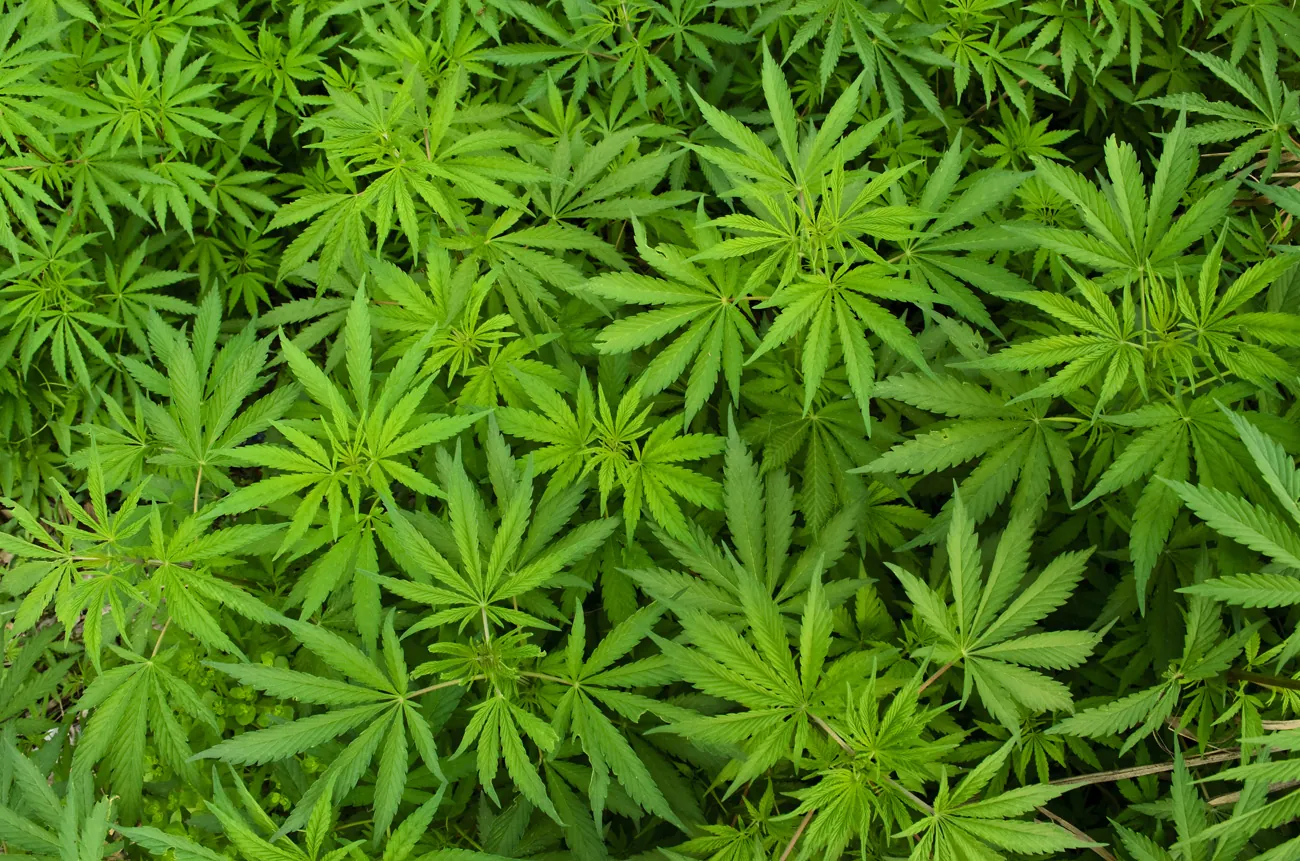 Beitragsbild zum Artikel: Cannabinoid-System und Gewicht: was wurde aus dem Diätmittel Rimonabant?