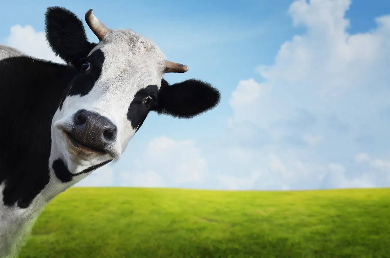 Beitragsbild zum Artikel: Fleisch von mit Gras gefütterten Rindern ist gesünder