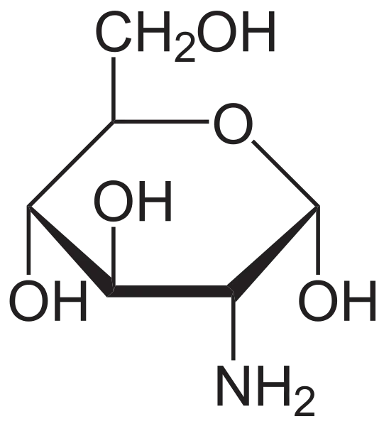 Abbildung 2 zum Artikel: Wie Glucosamin die Gelenke schützt!