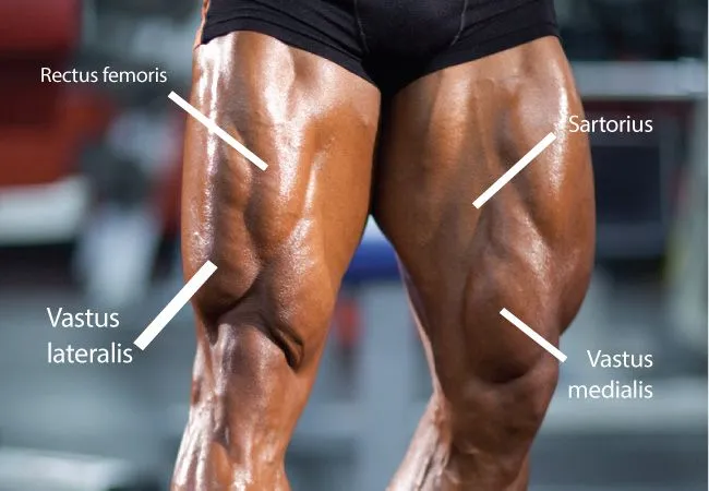 Beitragsbild zum Artikel: So kriegt man absolut muskulöse Oberschenkel – Quadtriceps Ratgeber