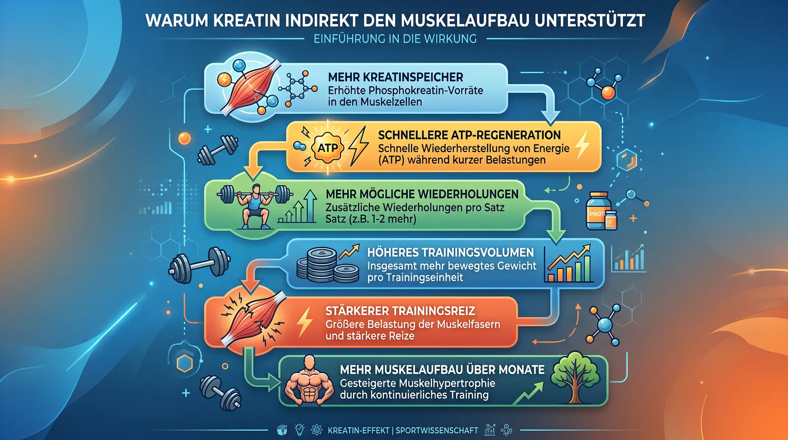 Abbildung 7 zum Artikel: Kreatin erklärt: Wirkung, Einnahme, Muskelaufbau und wissenschaftliche Fakten