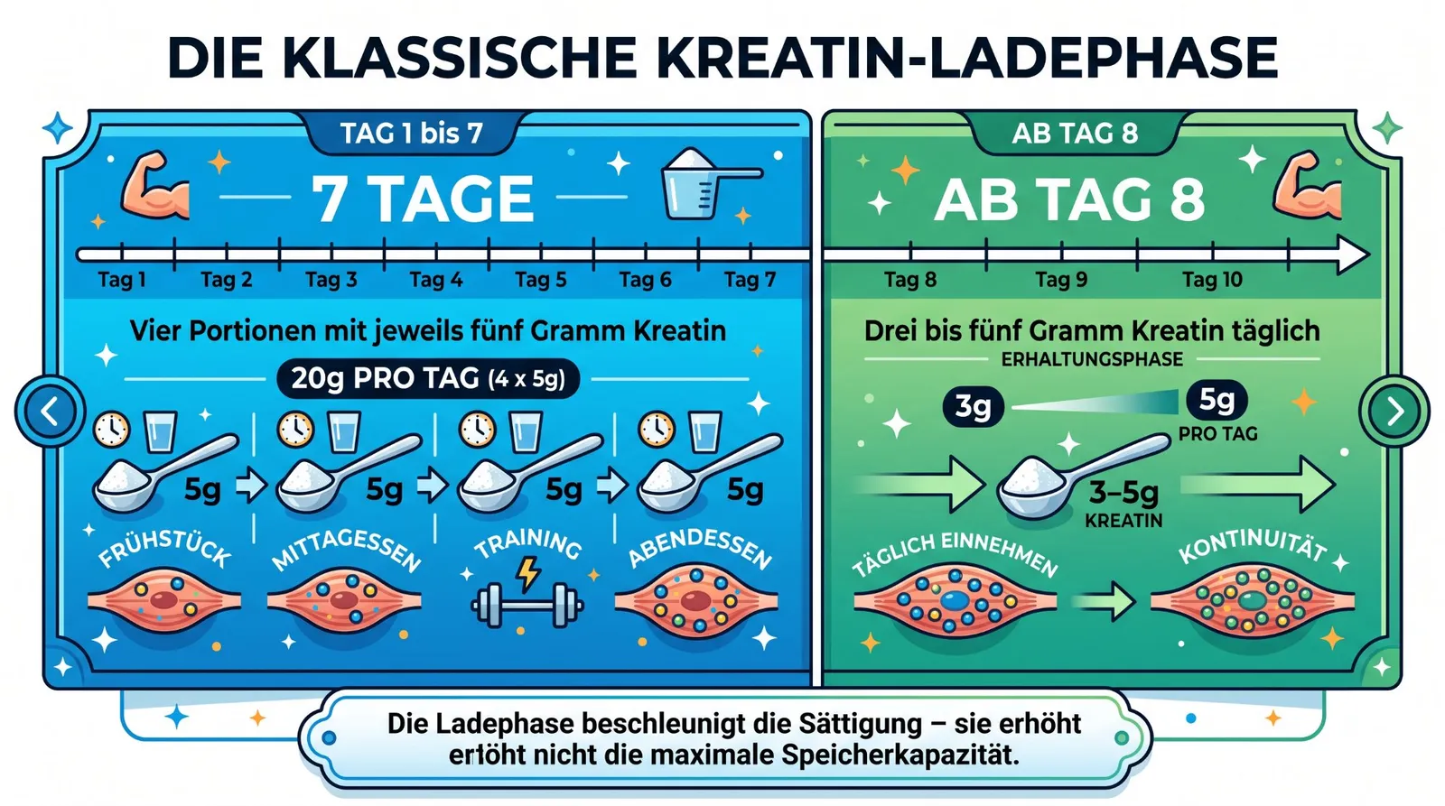 Abbildung zum Artikel: Kreatin-Ladephase: Notwendig oder überflüssig?