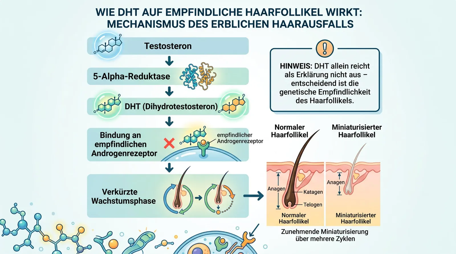 Abbildung 2 zum Artikel: Kreatin und Haarausfall: Verursacht Kreatin wirklich Haarverlust?