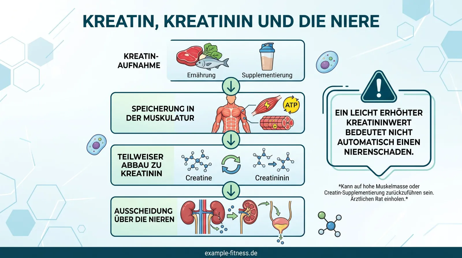 Abbildung zum Artikel: Kreatin und Nierengesundheit: Ist die tägliche Einnahme schädlich?