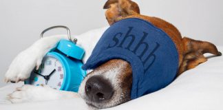 endlich BESSER SCHLAFEN: mit DIESEN 6 TIPPS schaffst auch Du es! Schlechter Schlaf kann der Gesundheit schaden