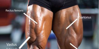 So kriegt man absolut muskulöse Oberschenkel – Quadtriceps Ratgeber