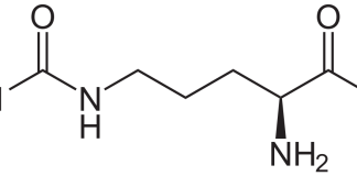Citrullin Malat und L-Citrullin Ratgeber