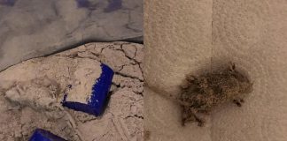 Update: kam die tote Maus in das Impact Whey von MyProtein durch den Kunden?