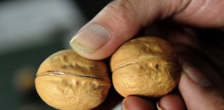 Testobooster durch Nüsse? – DIESE Nuss unterstützt Deine Männlichkeit!