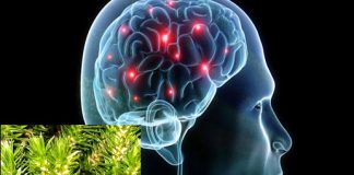 BOOSTER Zutat: WAS bewirkt eigentlich HUPERZINE A?