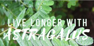 WUNDERPFLANZE aus China: DIESE Wirkung hat ASTRAGALUS!