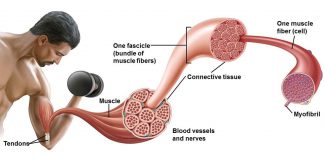 Die Muskelproteinsynthese: Quantität, Timing, Verdauung und Steigerung